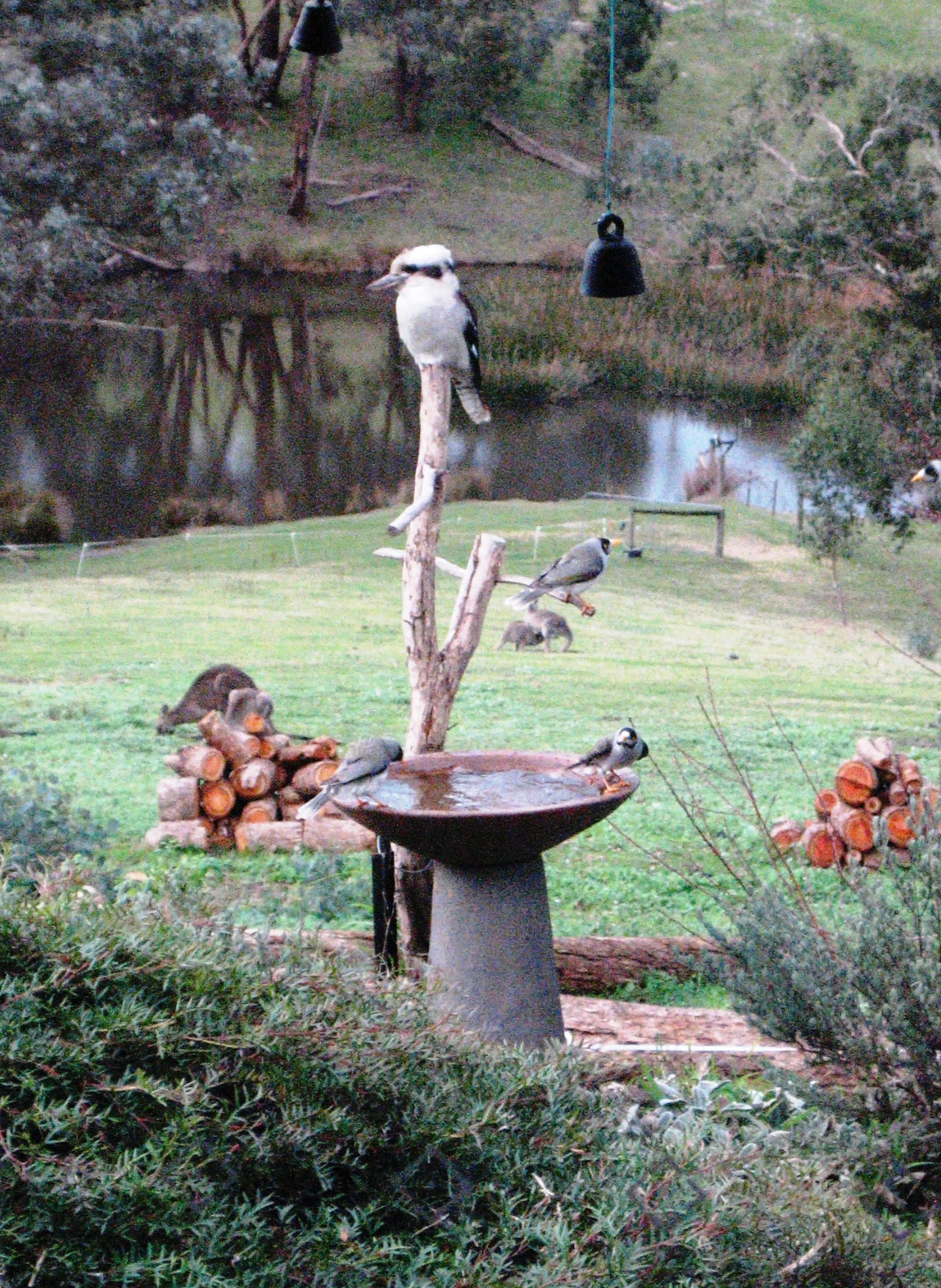 cocky above birdbath